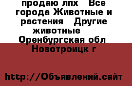 продаю лпх - Все города Животные и растения » Другие животные   . Оренбургская обл.,Новотроицк г.